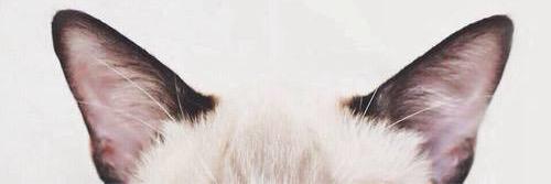 cata_squella's profile banner image