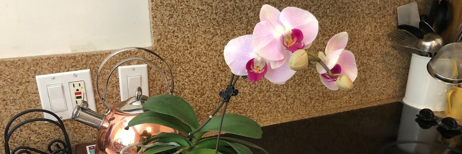 mihoeffron's profile banner image