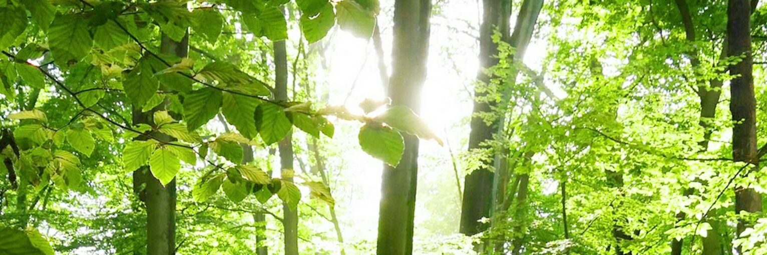 nacho_guerrera's profile banner image