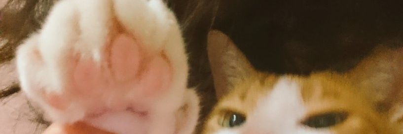 TsubomiP's profile banner image