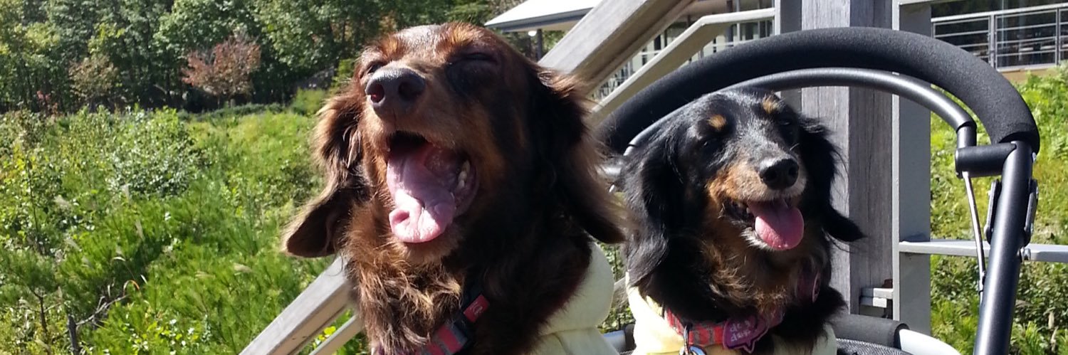 dachchux2's profile banner image