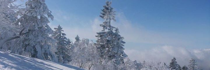 anje banner
