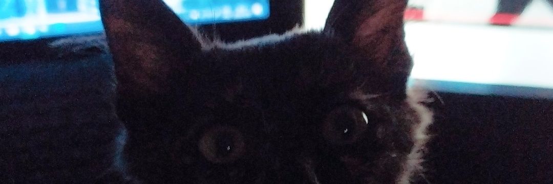 Fecastro_ne's profile banner image