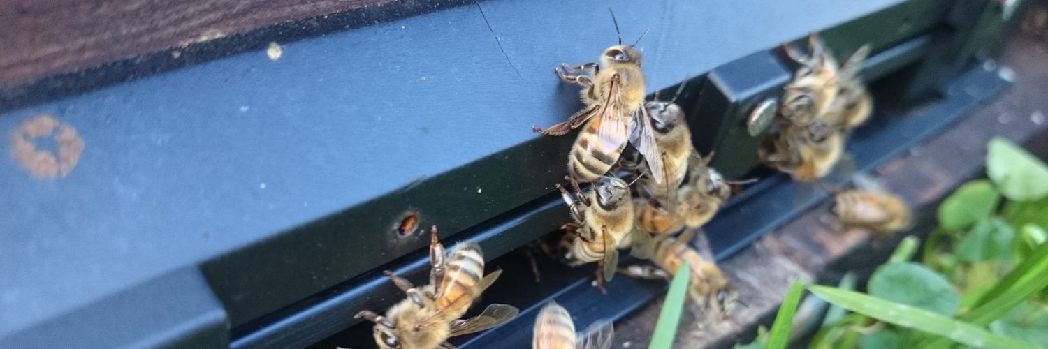 Abeja banner
