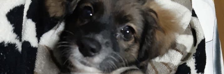 arrkayee's profile banner image