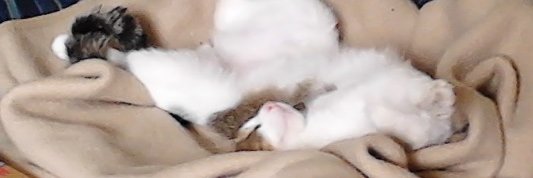 Joe Hallenbeck banner