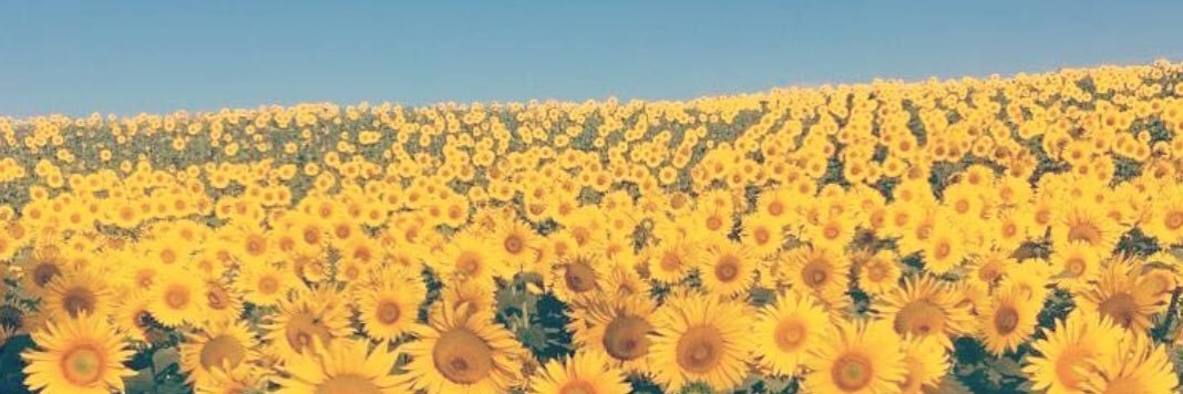 MollieFeather's profile banner image