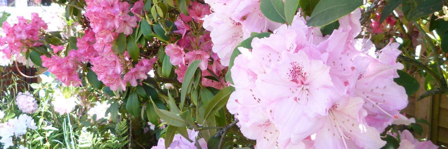 FrancesCCCx's profile banner image