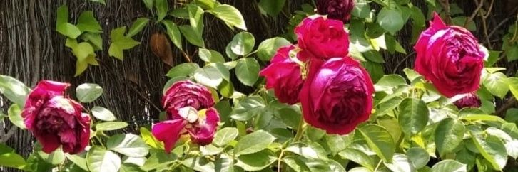 PilarOlea's profile banner image