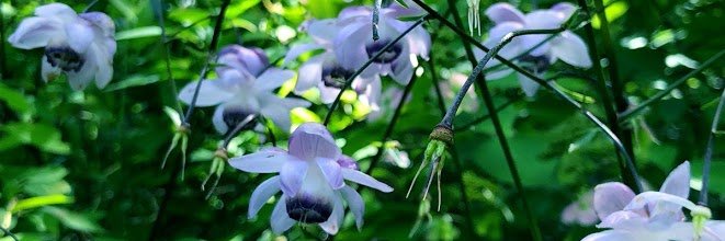 aki_oharan's profile banner image