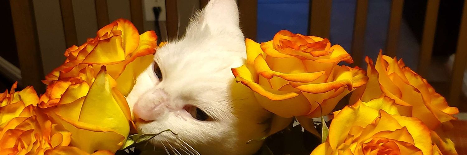 CuteButBitey's profile banner image