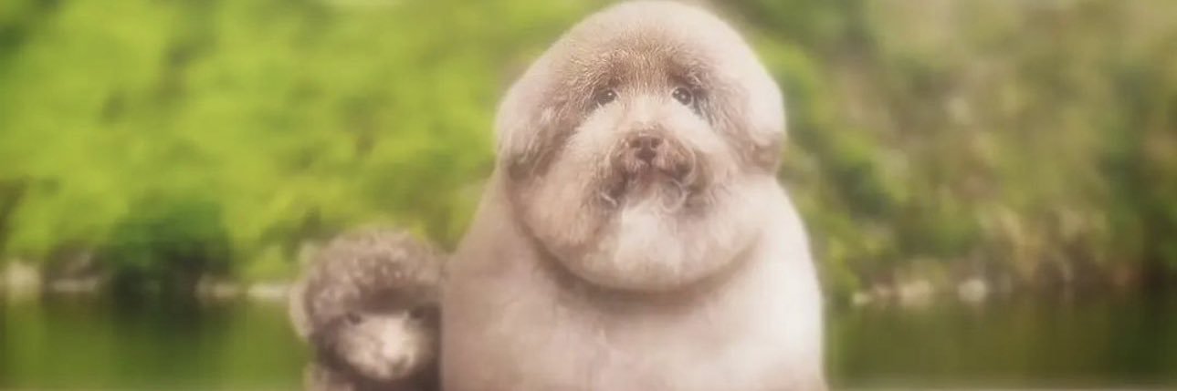 dumbbigbear's profile banner image