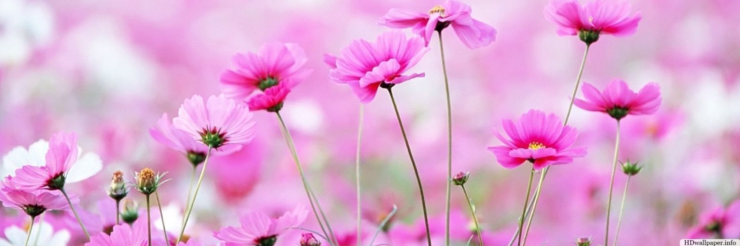 abussaleh's profile banner image