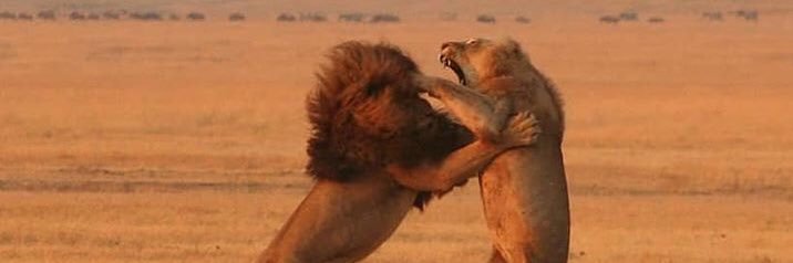 Ronan Sherlock 👱‍♂️ banner