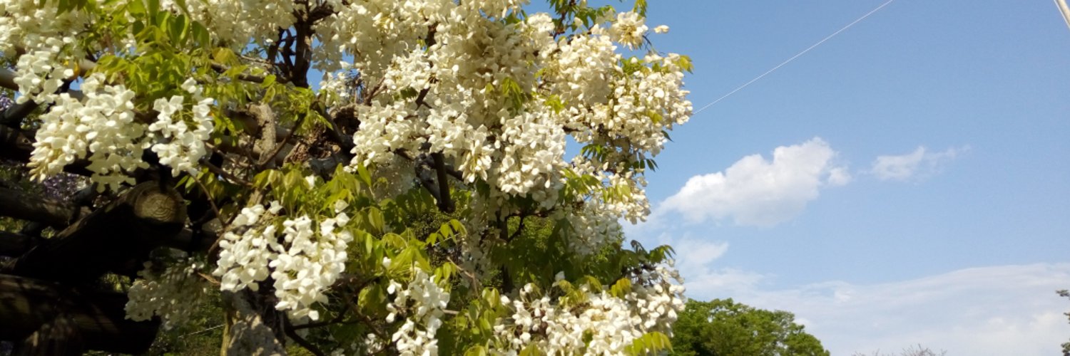 milk_frog's profile banner image