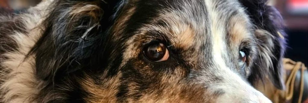 Bimblecookie's profile banner image