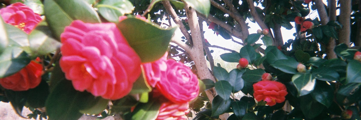 chi_miya00's profile banner image