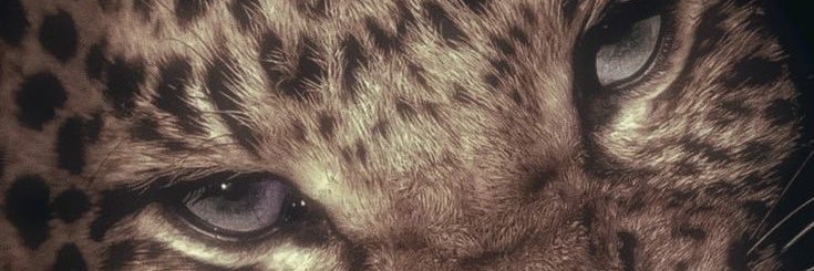 tzserra's profile banner image