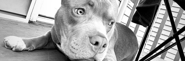 _macmizzy Profile Banner