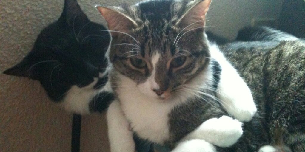 Tracy Richardson banner