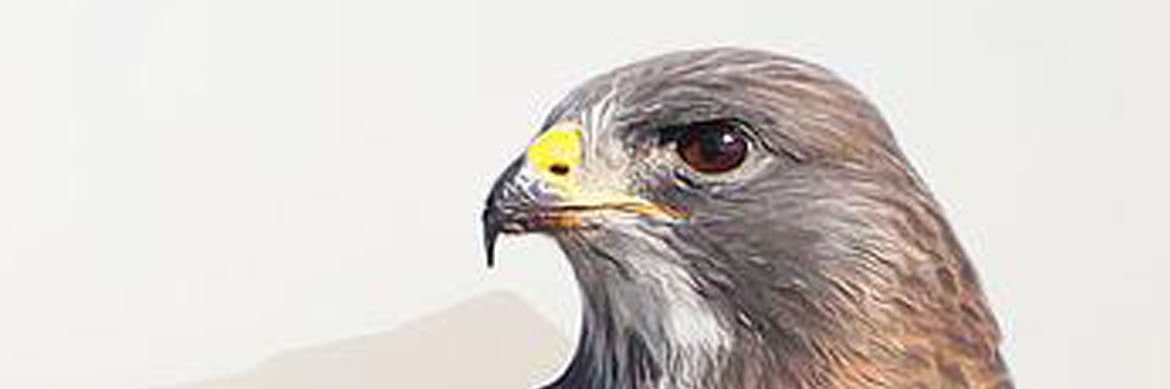 A_Buyaraba's profile banner image