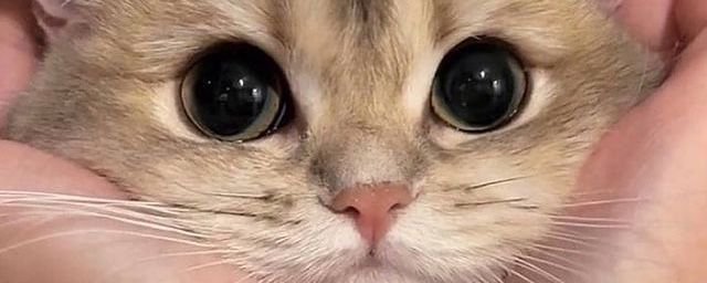ellaboox's profile banner image