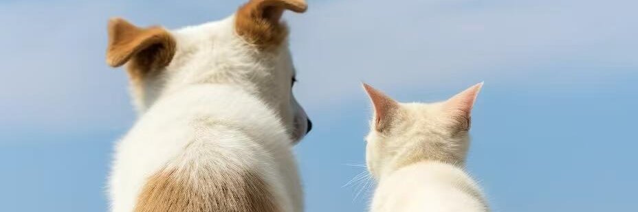 Li_Aman22's profile banner image