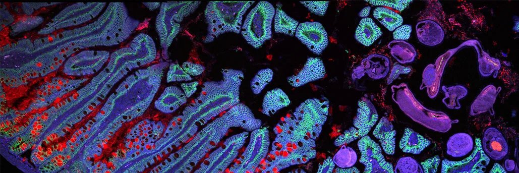 Arsalan Bashir banner