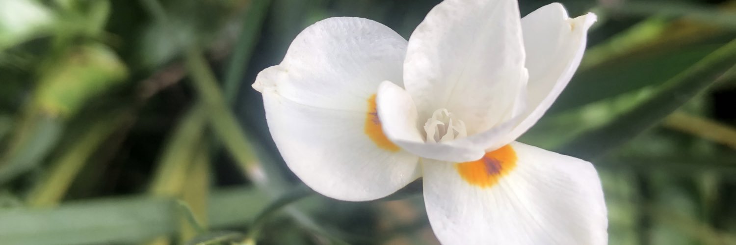 MParajeles's profile banner image