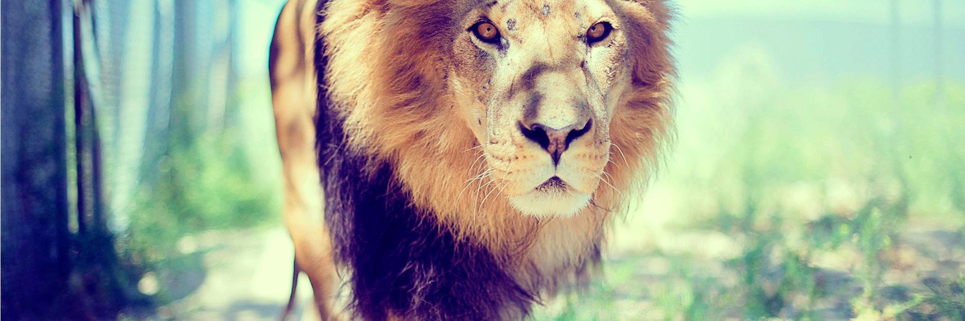 CuriosoSos's profile banner image