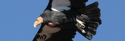 BruceJBerger's profile banner image