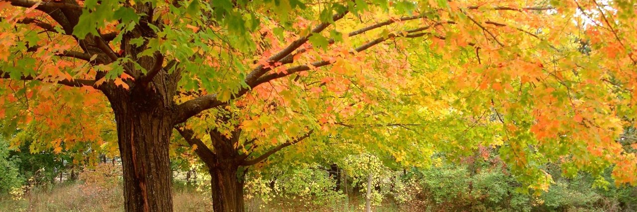 Mickey D. Vineyard banner