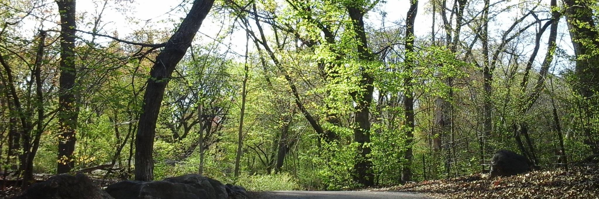 waldoraul's profile banner image