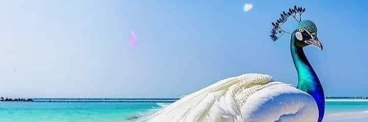 Λristotle banner