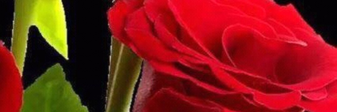 FatFEB's profile banner image
