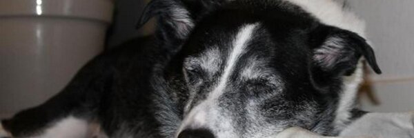 shadedfaces Profile Banner