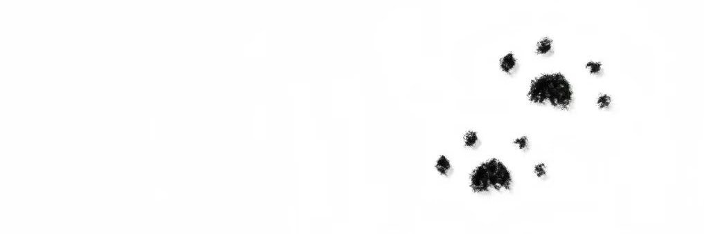 pEtCiT's profile banner image
