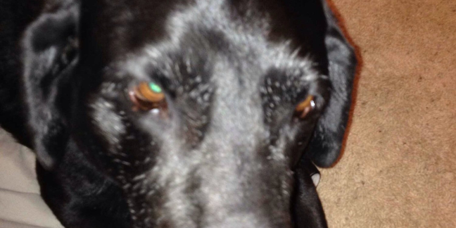 TexasLabrador's profile banner image