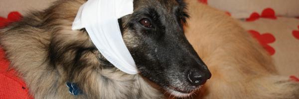 propetfirstaid Profile Banner