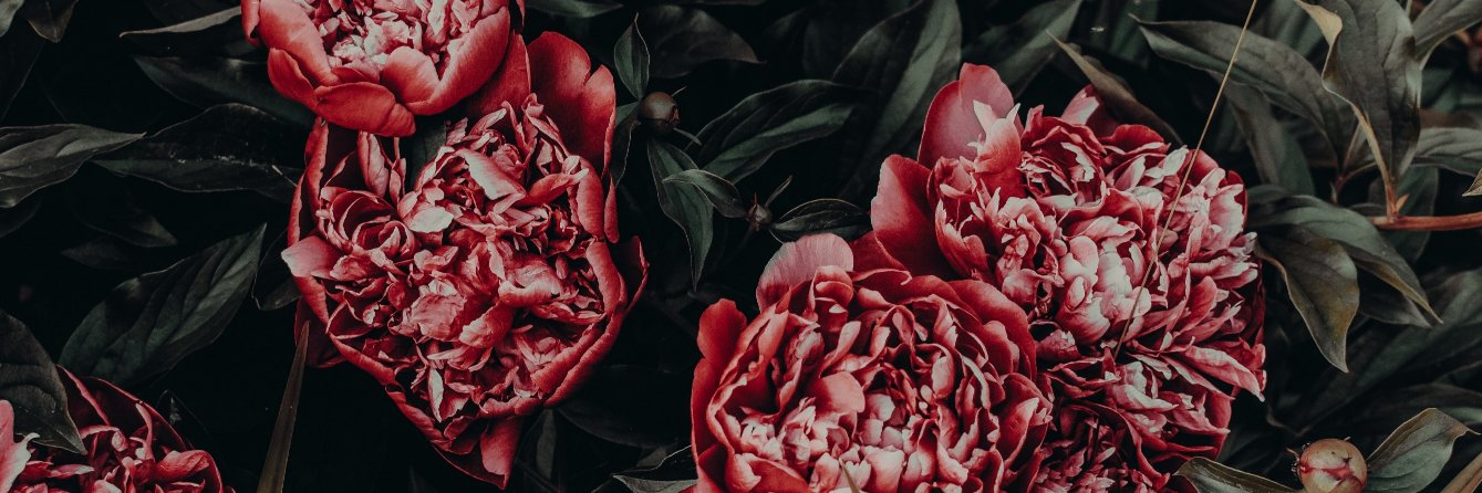 aleigh_schuster's profile banner image