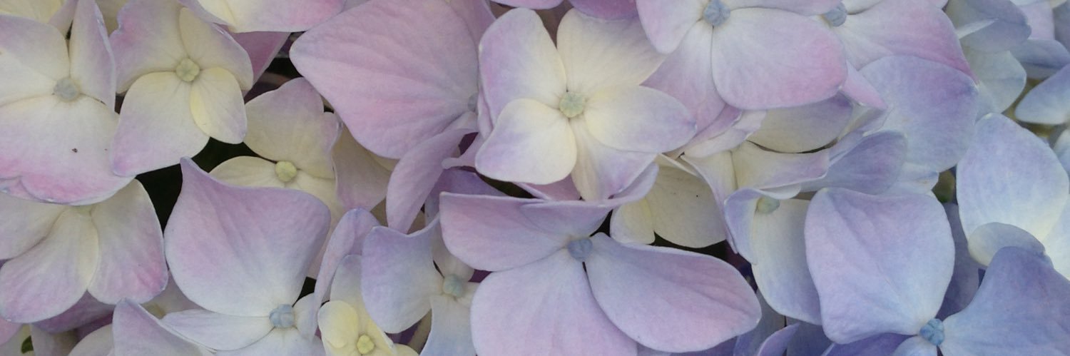 kathymcneff's profile banner image