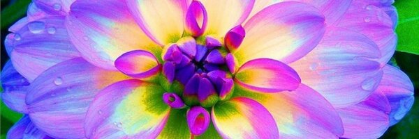 sandrabings Profile Banner