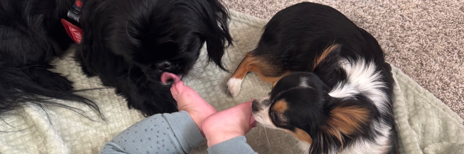 Bryan Stewart banner