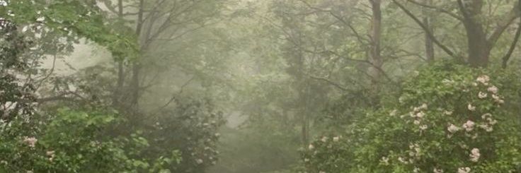 Wanderfuss's profile banner image