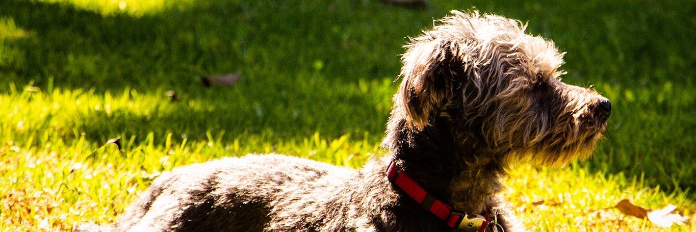 GamingAnticks banner