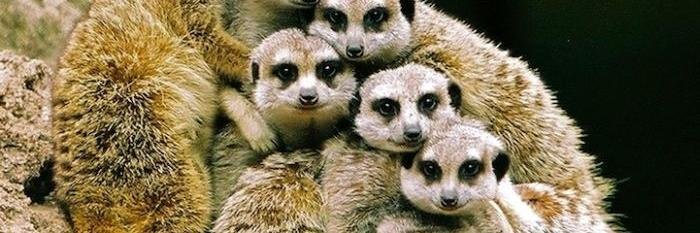 𝐏𝐞𝐩 𝐑𝐚𝐜ó banner