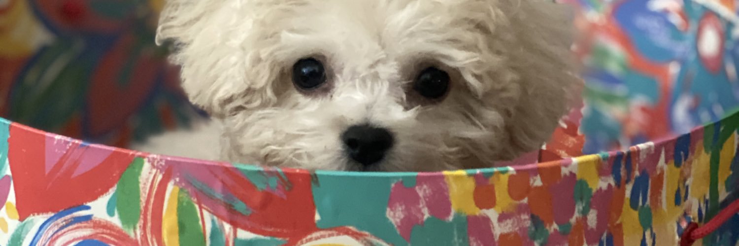 FLSusiQ's profile banner image