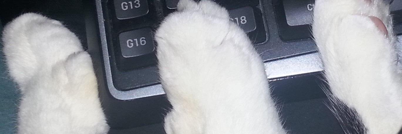 CatGotKeyboard's profile banner image