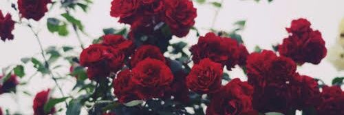 thamiris_rodrig's profile banner image