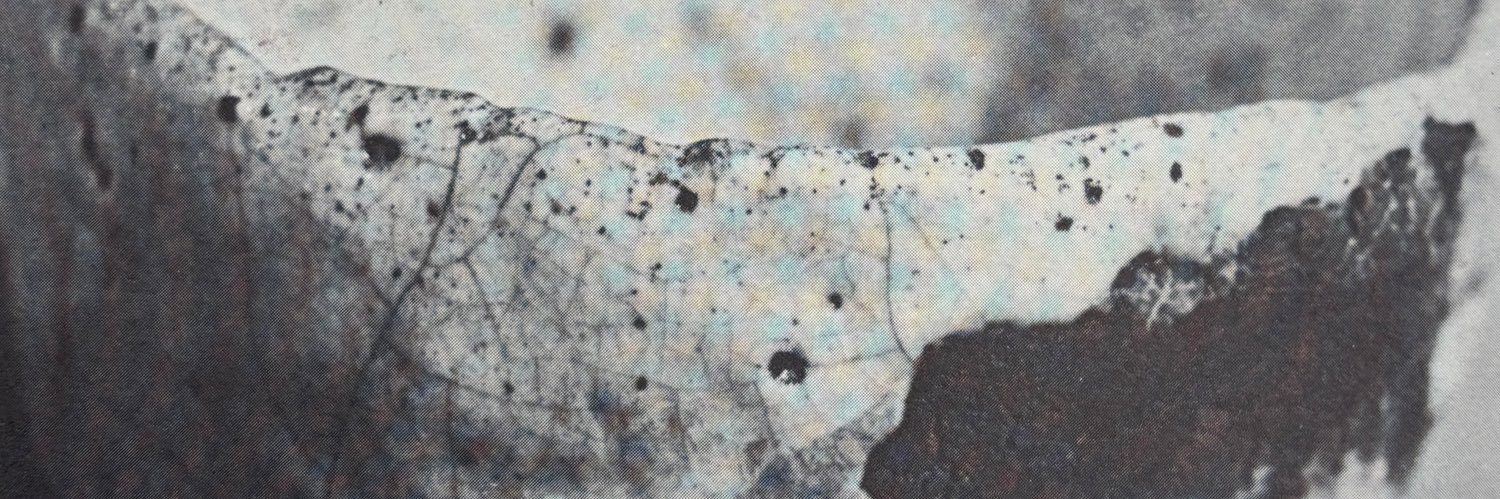 cosslemons's profile banner image